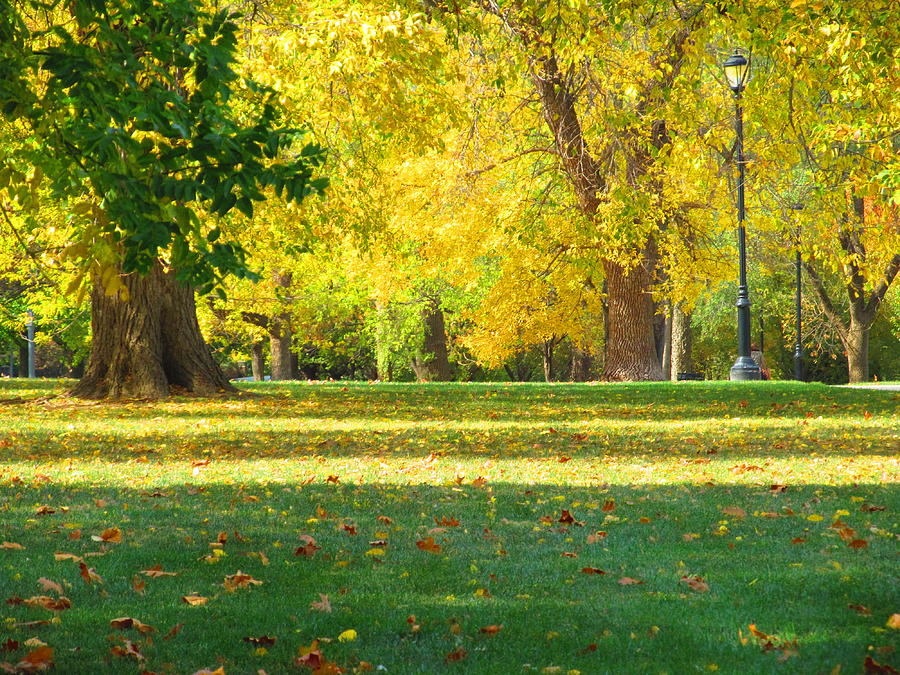 Fall In the Park #2 Photograph by John Diebolt | Fine Art America