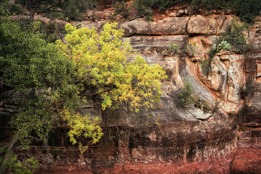 Fall In The Red Rocks  Photograph by Saija Lehtonen
