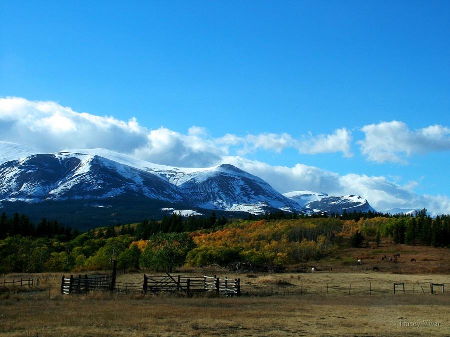 Fall in the Rockies Photograph by Tracey Vivar