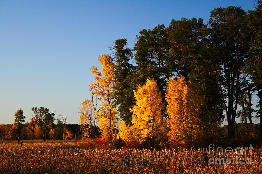 Fall Photograph - Fall in the Sherburne Refuge by Christopher J Franklin