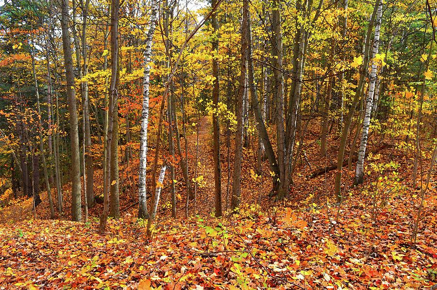 Fall In The Sunnidale Park Forest 2  Photograph by Lyle Crump