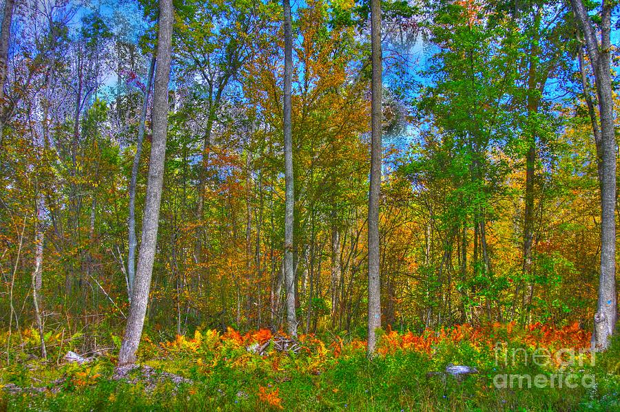 Fall Photograph - Fall in the swamp by Robert Pearson
