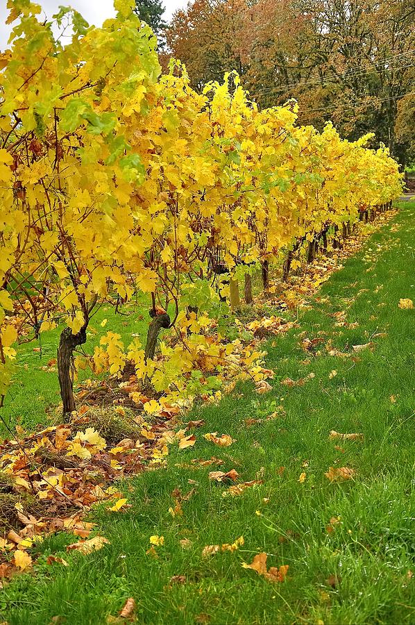 Fall In The Vineyard 6413 Photograph by Jerry Sodorff