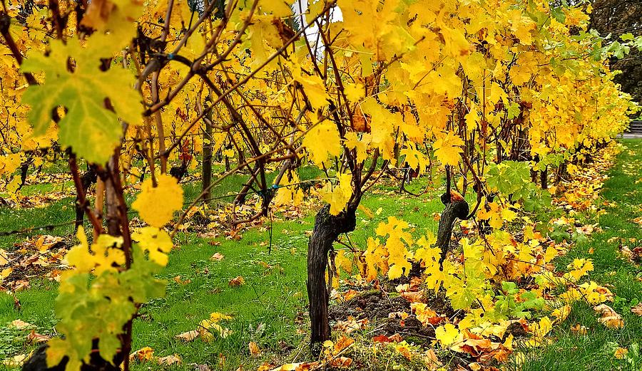 Fall In The Vineyard 6416 Photograph by Jerry Sodorff
