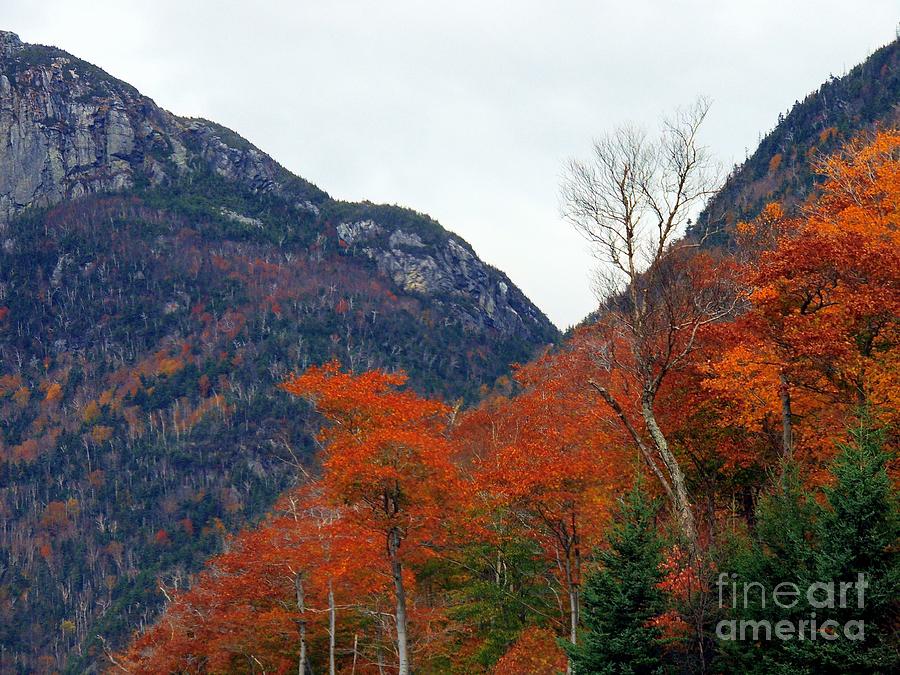 Tree Photograph - Fall In The White Mountains by Marcia Lee Jones