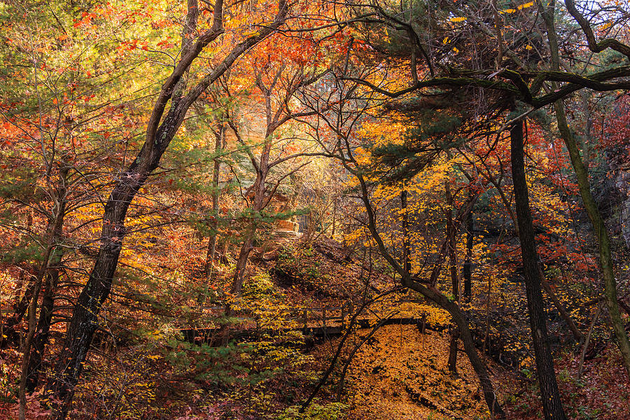 Fall in the woods Photograph by Joni Eskridge