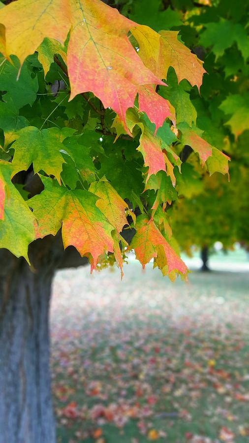 Fall in USA Photograph by Yazid Ismail Fine Art America