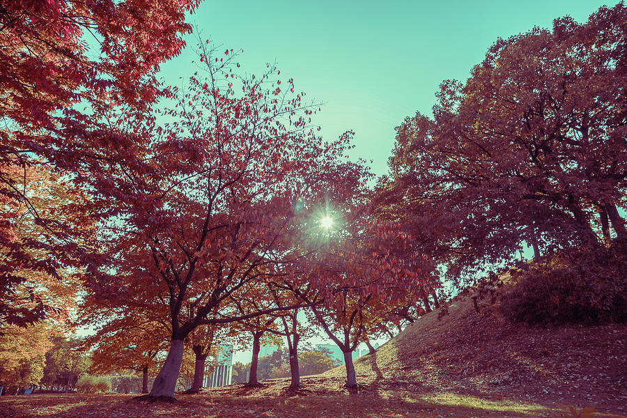 Fall in vintage style Photograph by Hyuntae Kim