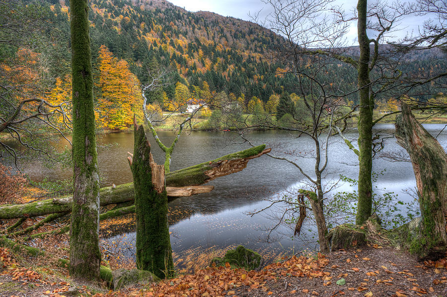 Vosges Photograph - Fall in Vosges National Park by Wim Slootweg Vosges Photograph - Fall in Vosges National Park by Wim Slootweg
