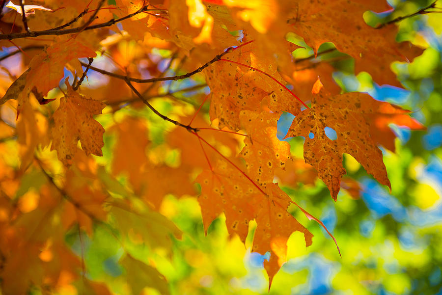 Fall into Autumn Photograph by Anna Serebryanik
