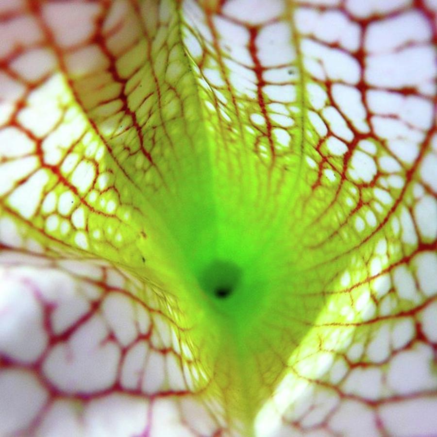 Nature Photograph - Fall Into The Pitcher Plant... If You by The Texturologist
