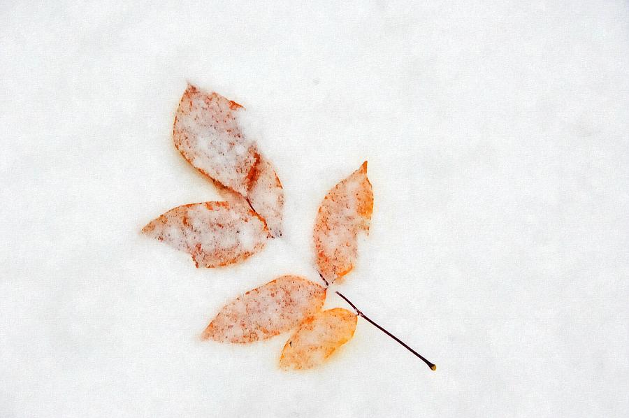 Fall Into Winter Photograph by Andrea Kollo