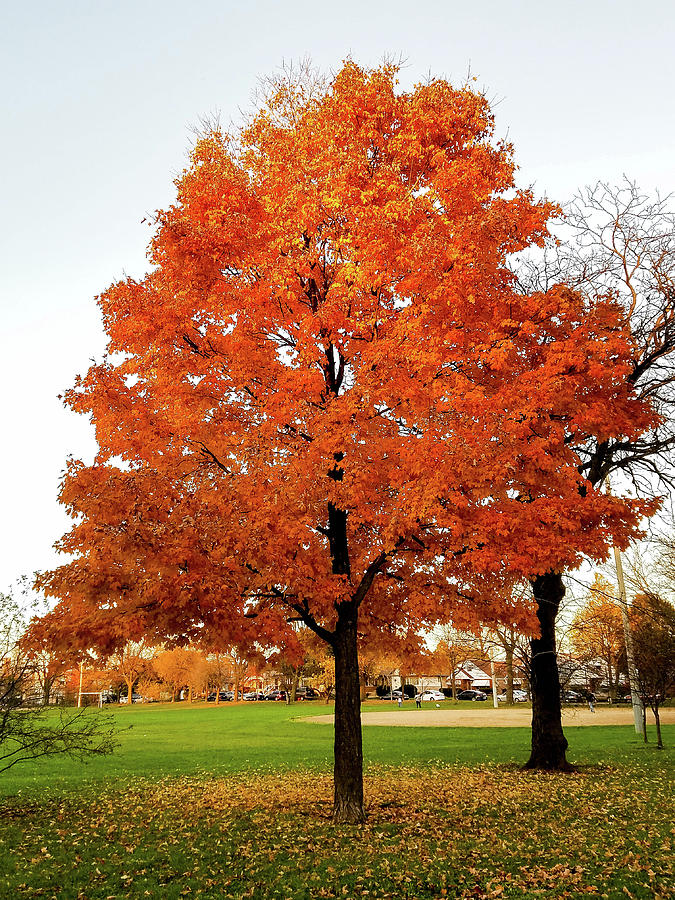Fall is Coming Photograph by Britten Adams