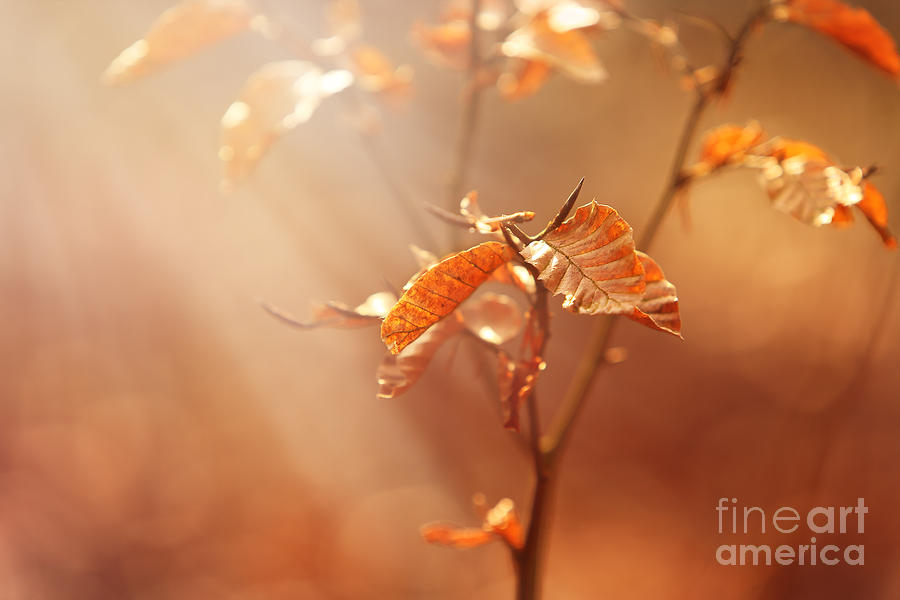 Fall Is In The Air.... Photograph