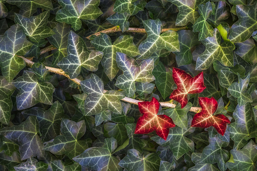 Fall Ivy Leaves Photograph