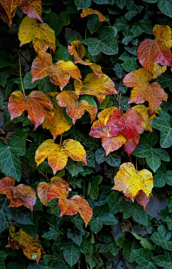 Fall Ivy  Photograph by Robert Ullmann