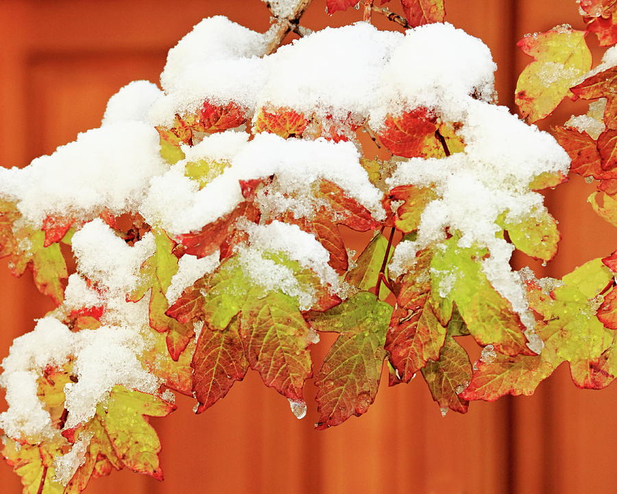 Winter Photograph - Fall Juxtaposed With Winter by Diane Zucker