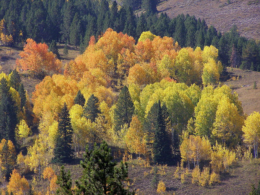 Fall Lands In Western Wyoming Photograph by DeeLon Merritt