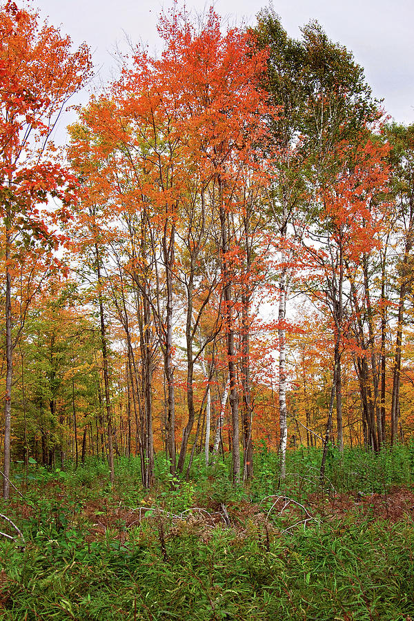 Fall Landscape Portrait Photograph by Gwen Gibson