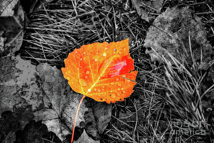 Fall Leaf #2 Photograph by Kevin Gladwell