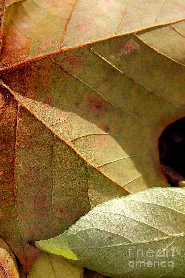 Fall Leaf Abstract Photograph by Karen Adams