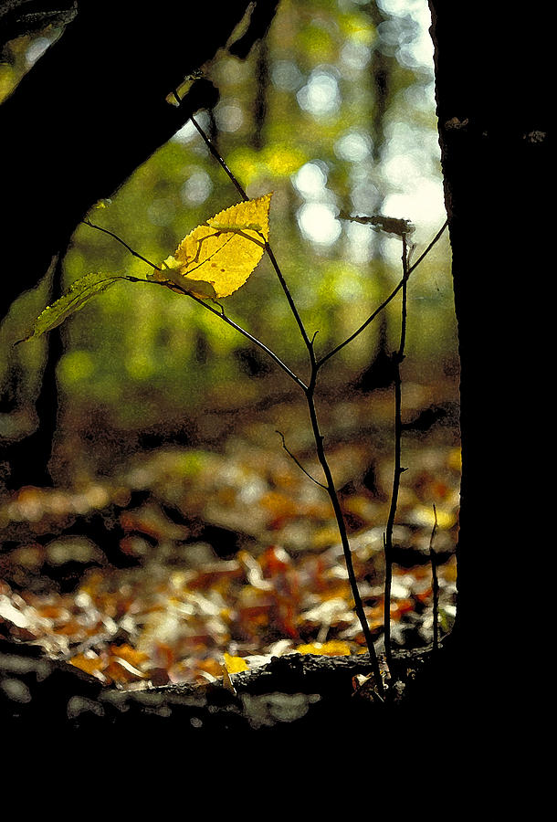 Fall Leaf and Twig Photograph by Thomas Firak