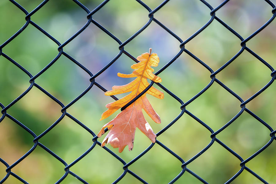Fall Leaf Caught on a Fence Photograph by David Gn
