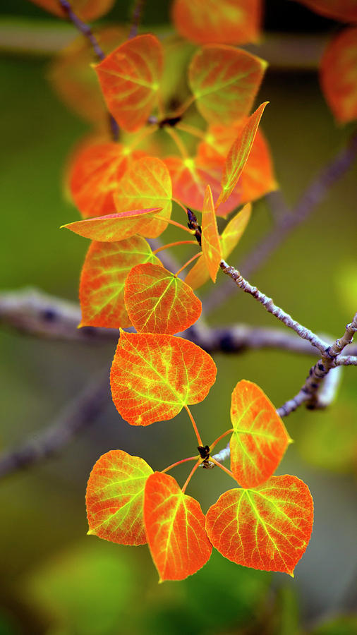 Fall leaf closeup Photograph by Steve Ellison