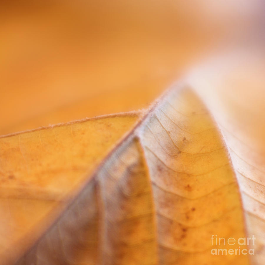Fall Leaf Photograph by Elena Nosyreva