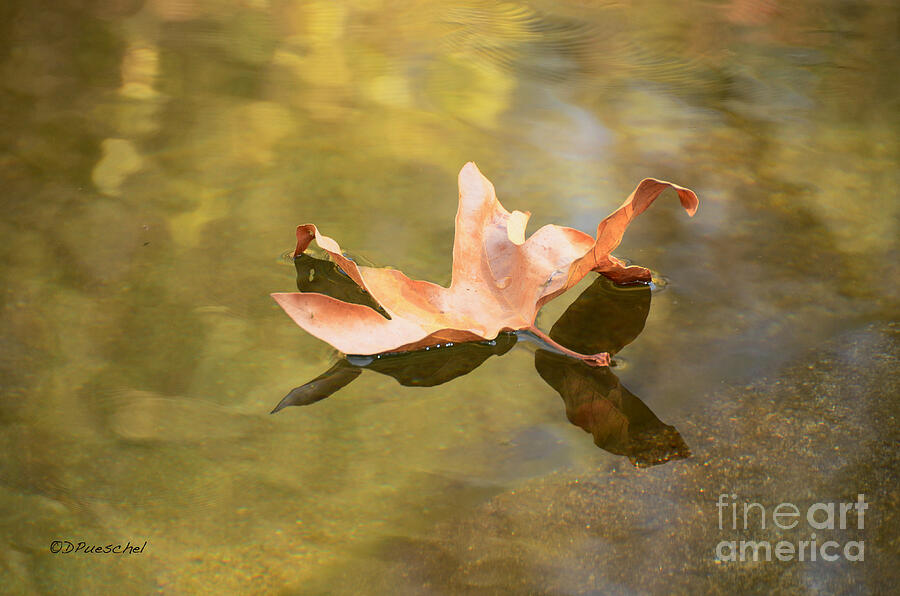 Fall Leaf Floating Photograph by Debby Pueschel