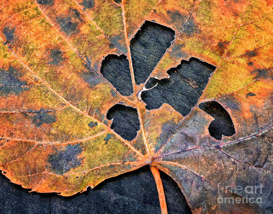 Fall Leaf in Detail Photograph by Emma England - Fine Art America