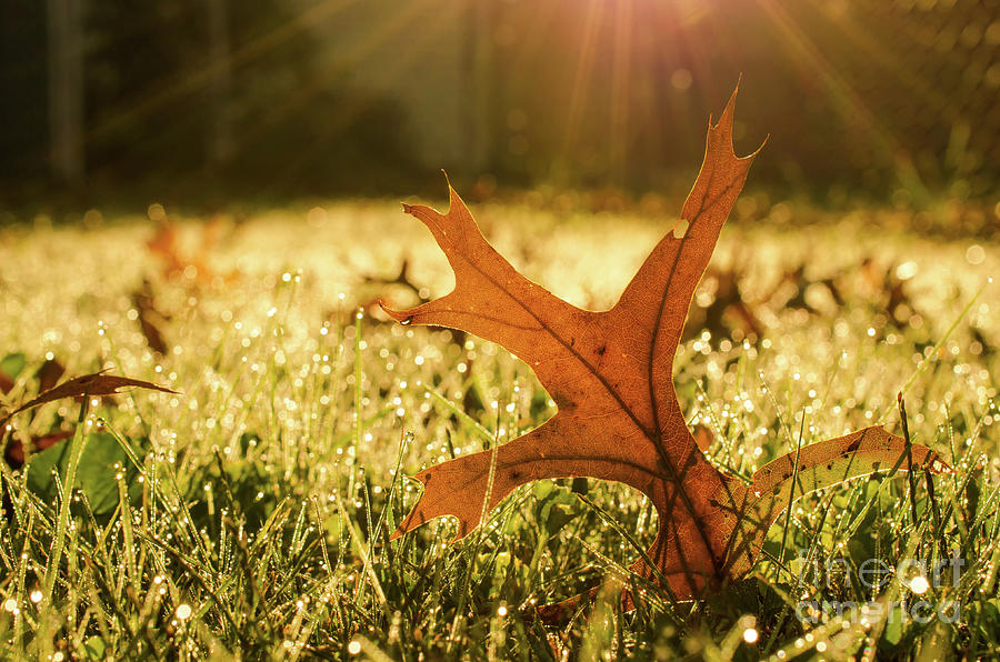 Fall Leaf in Morning Sun Rays Botanical Nature Photograph Photograph by PIPA Fine Art - Simply Solid