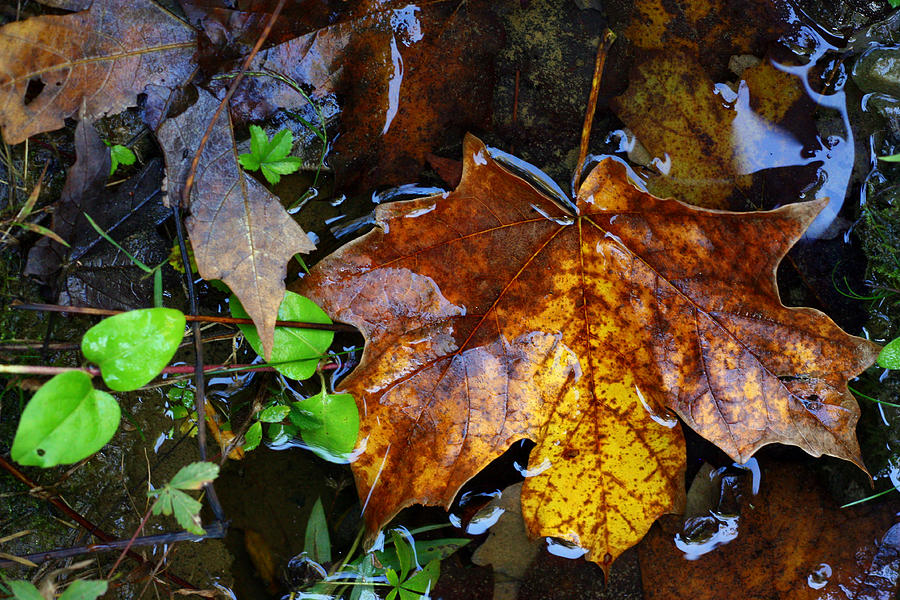 Fall Leaf in Water Photograph by Angela Comperry