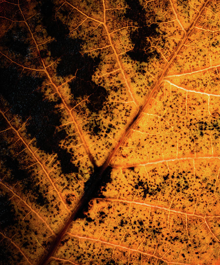 Fall Photograph - Fall Leaf by Jay Holbrook
