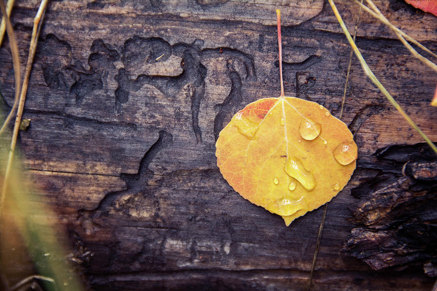 Fall Leaf Photograph by Jessica Michaels - Fine Art America