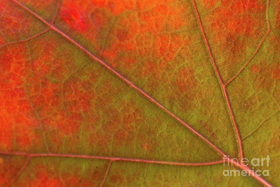 Fall Leaf Jewel Photograph by Ana V Ramirez