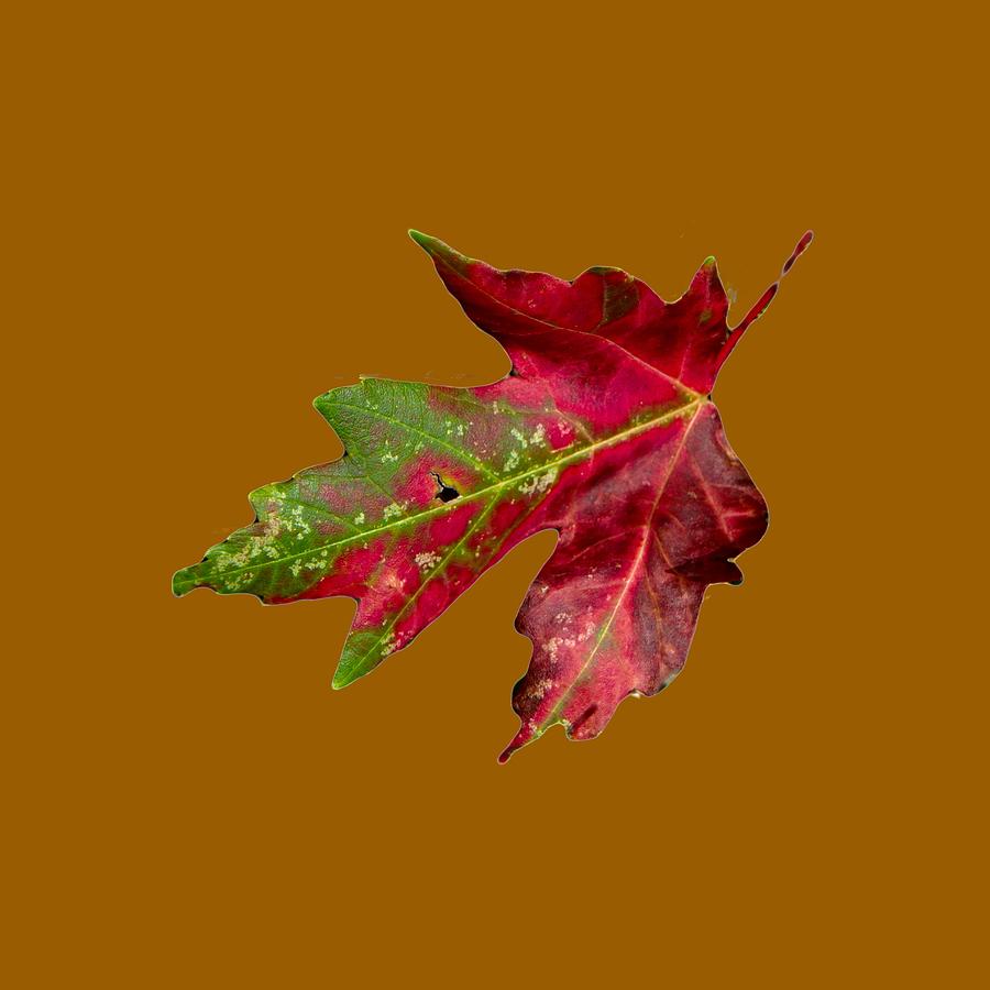 Fall Leaf Photograph by Judy Hall-Folde