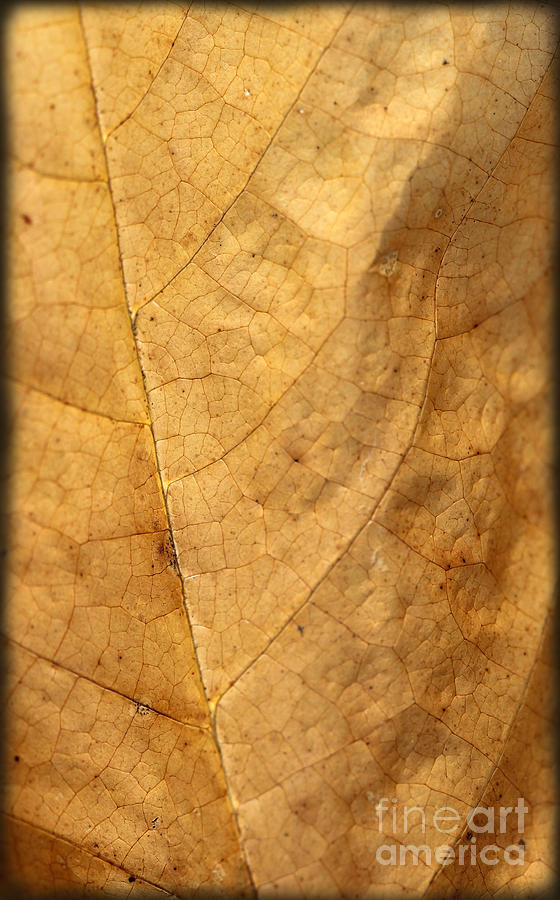 Fall Leaf Macro Photograph by Karen Adams