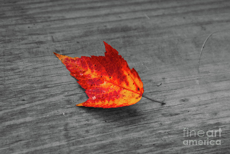 Fall Leaf Photograph by Kevin Gladwell