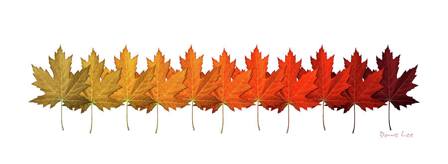 Fall Leaf Lineup Digital Art by Dave Lee