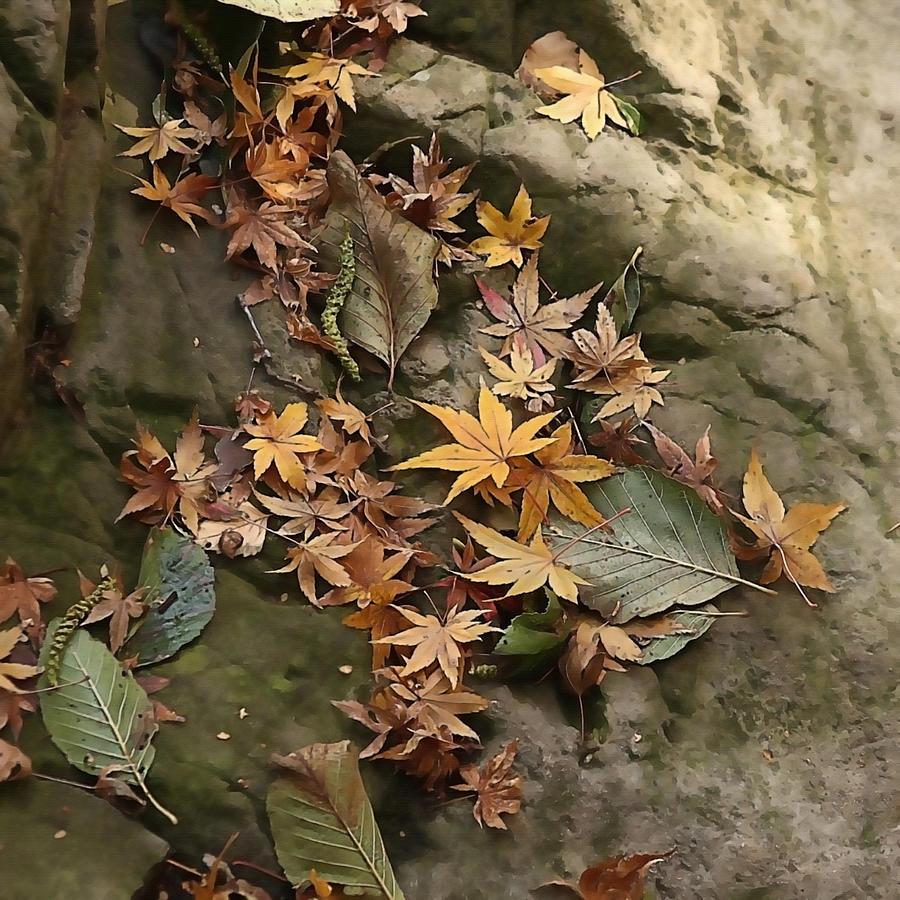 Fall Leaf Litter Photograph by Art Block Collections