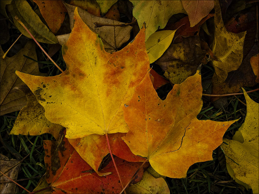 Fall Leaf Litter Photograph
