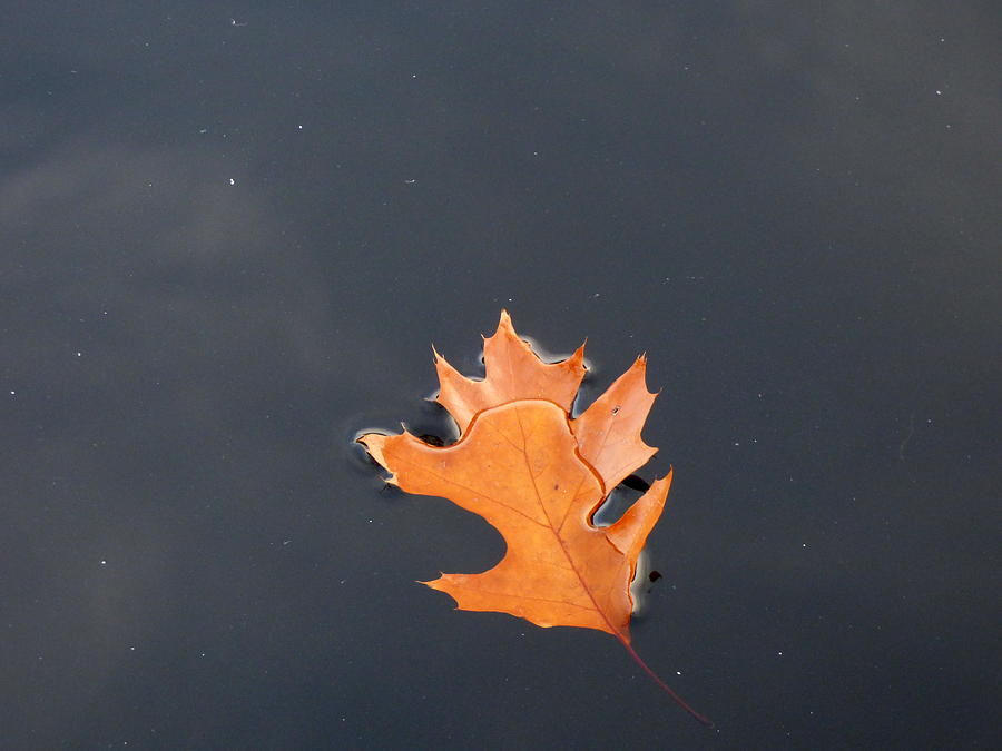 Fall Leaf Photograph by Lyuba Filatova