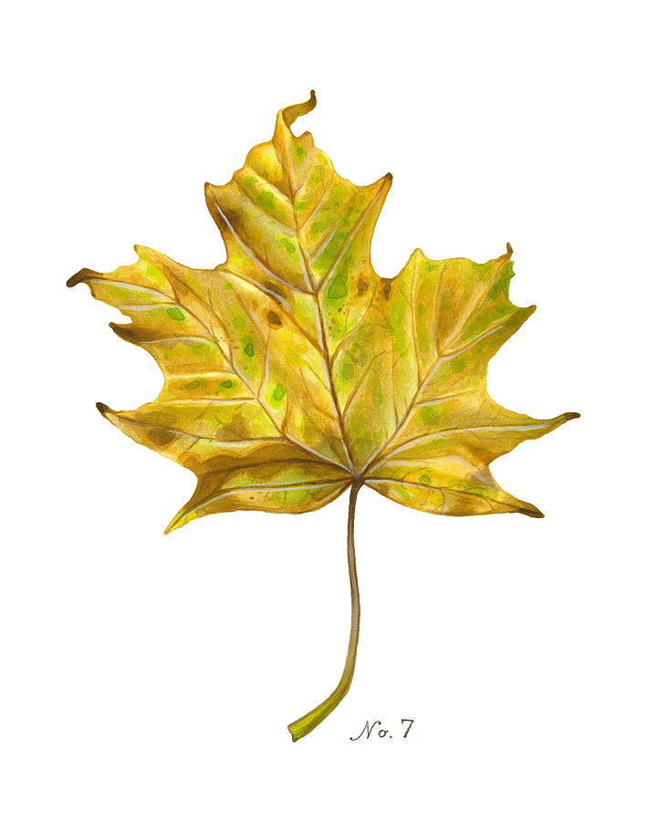 Fall Leaf No. 7 Painting by Kelsey Wilson - Fine Art America