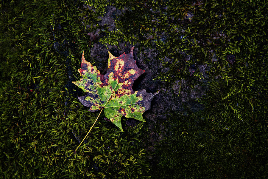 Fall Leaf on a Rock #1 Photograph by Mark Rogers