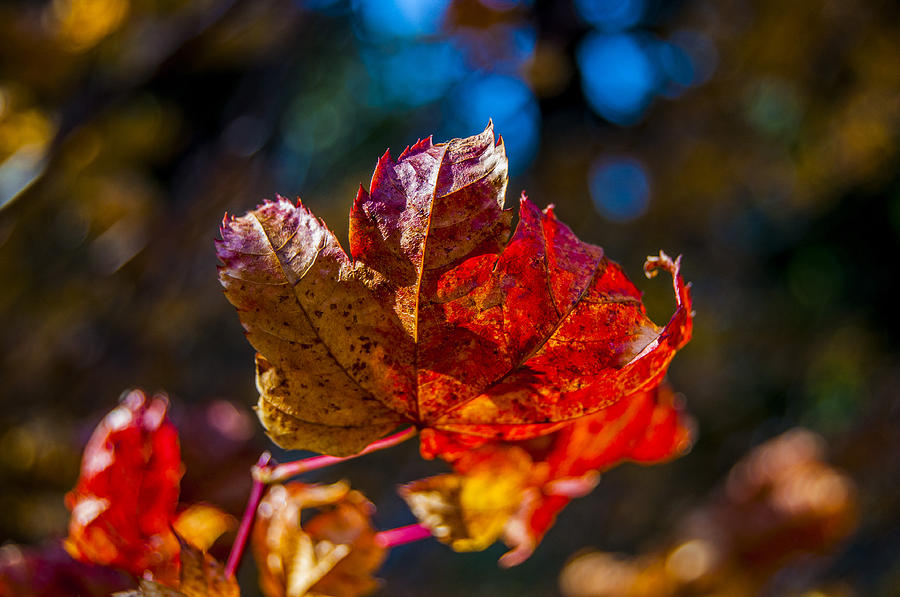 Nature Photograph - Fall Leaf by Pelo Blanco Photo