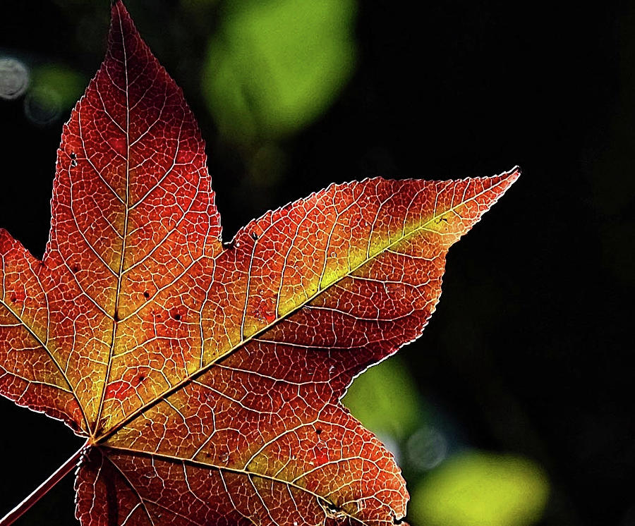 Fall Leaf Photograph by Ronda Ryan