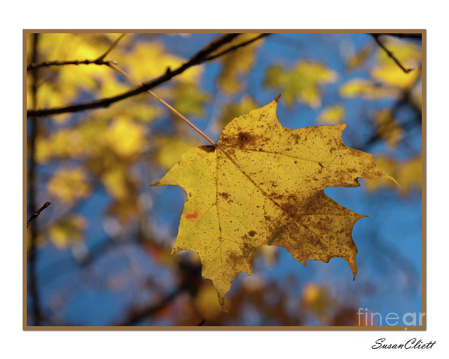 Fall Leaf Photograph by Susan Cliett