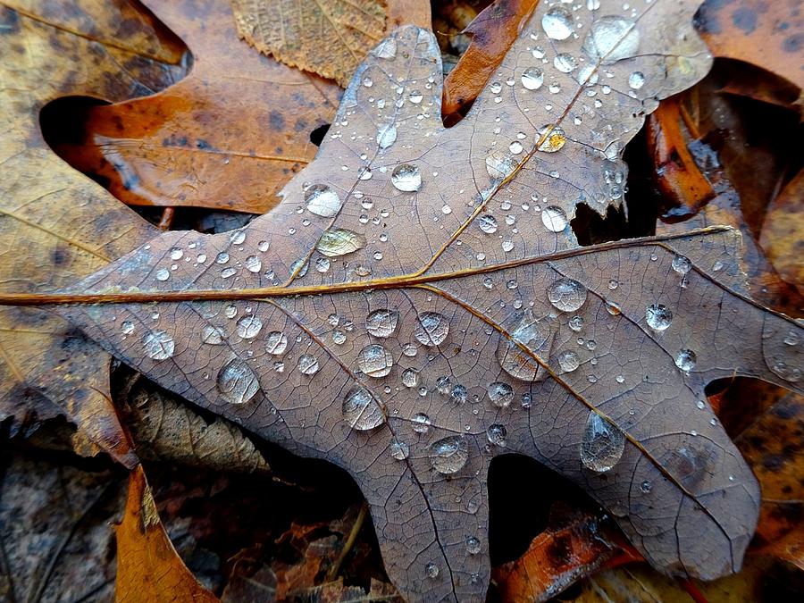 Fall leaf with water droplets Photograph by Craig Lowry | Fine Art America