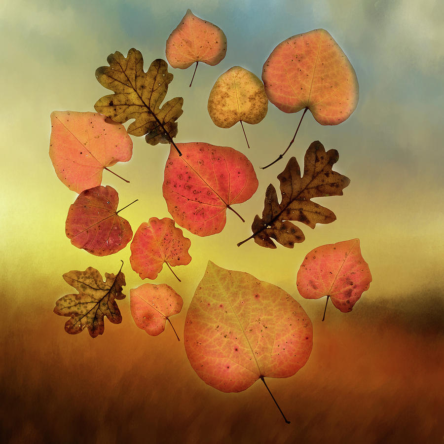 Fall Photograph - Fall Leaves #1 by Rebecca Cozart